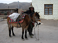 Tiibetilinen hevosmies